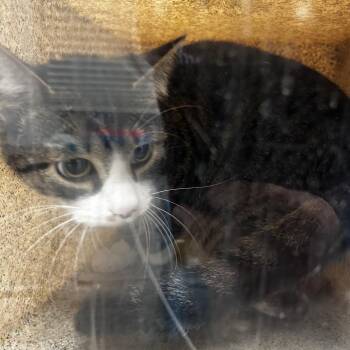 Scar -  Domestic Medium Hair Cat for Adoption in Philadelphia, Pennsylvania - Scar | PetCurious