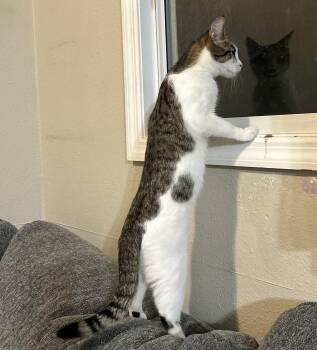 Rescue Domestic Short Hair Cats for Adoption in Sarasota, Florida - Eleanor | PetCurious