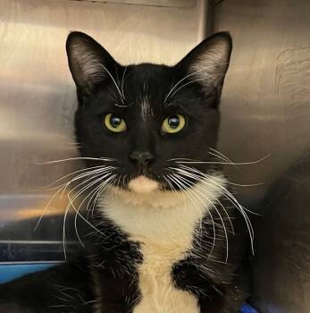 Rescue Domestic Short Hair Cats for Adoption in Golden, Colorado - Sterling | PetCurious