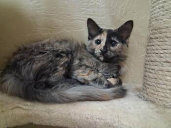 Rose -  Tortoiseshell Cat for Adoption in Parlier, California - Rose | PetCurious