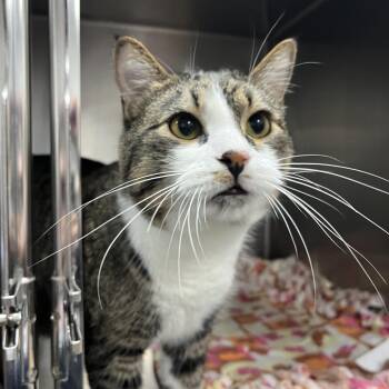 Domestic Short Hair Cats Available for Adoption - Zeus | PetCurious