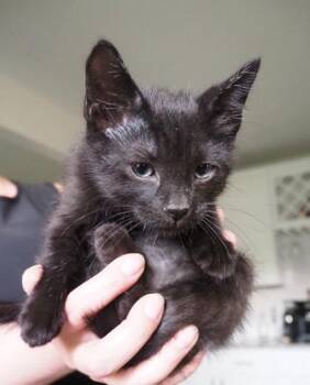 Mars -  Domestic Short Hair Cat for Adoption in Kansas City, Missouri - Mars | PetCurious