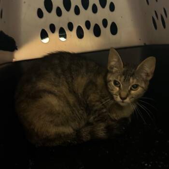 Judy -  Domestic Short Hair Cat for Adoption in Bristol, Indiana - Judy | PetCurious
