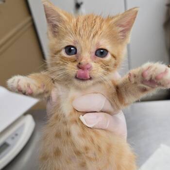 Jules -  Domestic Short Hair Cat for Adoption in Milan, Illinois - Jules | PetCurious