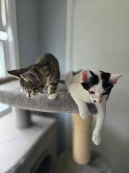 Mullica River -  Domestic Short Hair Cat for Adoption in Trenton, New Jersey - Mullica River | PetCurious