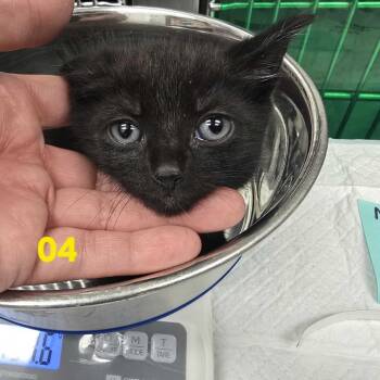 Michael -  Domestic Short Hair Cat for Adoption in Los Angeles, California - Michael | PetCurious