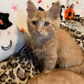 Big Fluff -  Domestic Medium Hair and Tabby Cat for Adoption in Antioch, California - Big Fluff | PetCurious