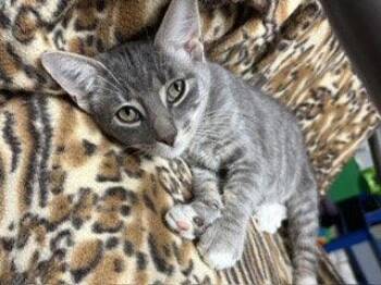 Python -  Domestic Short Hair Cat for Adoption in Newport, Kentucky - Python | PetCurious