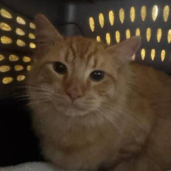 Domestic Medium Hair Cats Available for Adoption - Cheez-It | PetCurious