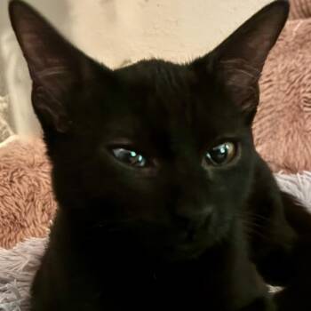 Brookie -  Domestic Short Hair Cat for Adoption in Houston, Texas - Brookie | PetCurious
