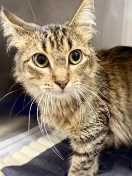 KOKOMI -  Domestic Medium Hair Cat for Adoption in San Antonio, Texas - KOKOMI | PetCurious