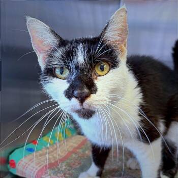 Sophia -  Domestic Short Hair Cat for Adoption in Hannibal, Missouri - Sophia | PetCurious