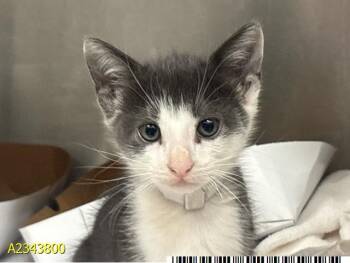 BANDIT -  Domestic Short Hair Cat for Adoption in West Palm Beach, Florida - BANDIT | PetCurious