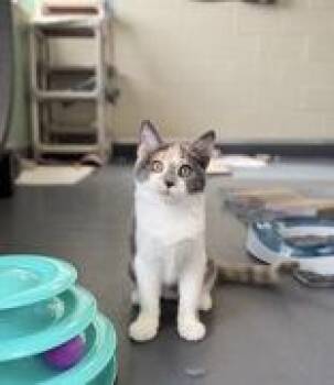 Piyomon -  Domestic Short Hair Cat for Adoption in Eagle, Colorado - Piyomon | PetCurious
