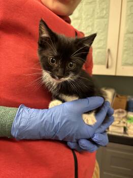 Rescue Domestic Medium Hair Cats for Adoption in Hudson, New York - Rain | PetCurious