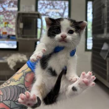 Kimberly -  Domestic Short Hair Cat for Adoption in Indianapolis, Indiana - Kimberly | PetCurious