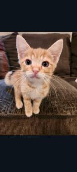 Dorito (Carmela