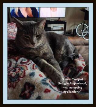 Domestic Short Hair Cats Available for Adoption - An Old Soul Wrapped In Soft Tabby Stripes! Very Affectionate, Th | PetCurious