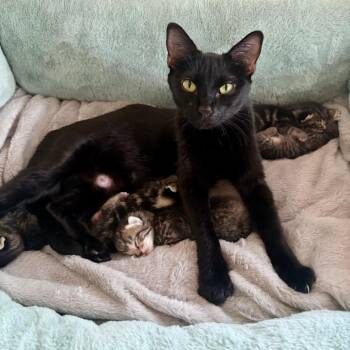 Violet -  Domestic Short Hair Cat for Adoption in Columbia, Missouri - Violet | PetCurious
