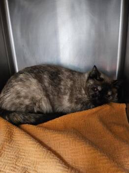 Ellie -  Siamese Cat for Adoption in Coupeville, Washington - Ellie | PetCurious