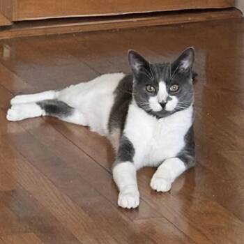 American Shorthair Cats Available for Adoption in New York, New York - Delancey | PetCurious