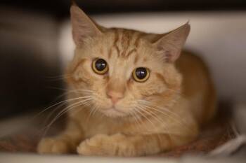 Wayne -  Domestic Short Hair and Tabby Cat for Adoption in Mountain Home, Arkansas - Wayne | PetCurious