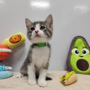 Elote -  Domestic Short Hair Cat for Adoption in Fort Wayne, Indiana - Elote | PetCurious