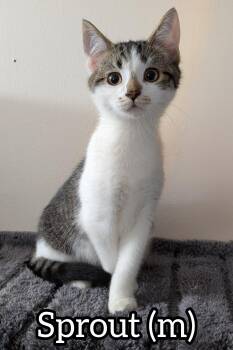Rescue Domestic Short Hair Cats for Adoption in Chilliwack, British Columbia - Pre-Adoption: Sprout | PetCurious