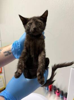 Delmar -  Domestic Short Hair Cat for Adoption in Bolivar, Missouri - Delmar | PetCurious
