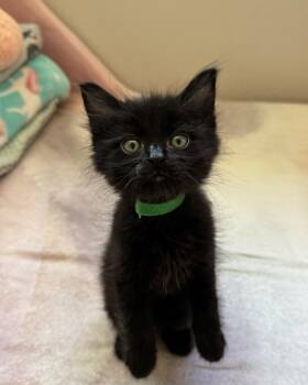 Sesame -  Domestic Medium Hair Cat for Adoption in Long Beach, California - Sesame | PetCurious