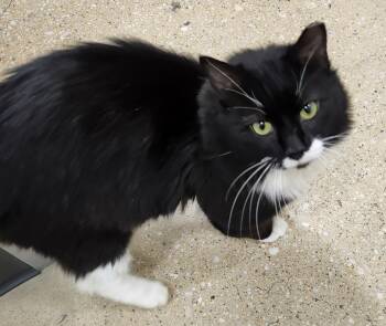 Domestic Medium Hair and Tuxedo Cats Available for Adoption in North East, Maryland - 