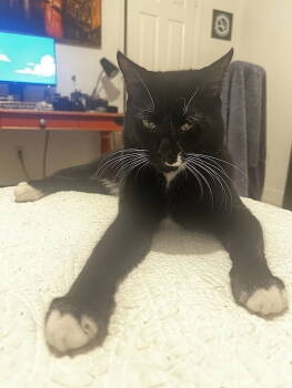 Rescue Domestic Short Hair Cats for Adoption in Tampa, Florida - Crash | PetCurious