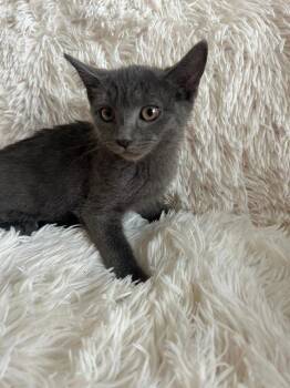 Hoiney -  Domestic Short Hair Cat for Adoption in Oceanside, California - Hoiney | PetCurious