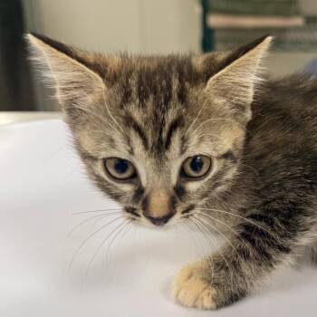 110190 -  Domestic Short Hair Cat for Adoption in Las Cruces, New Mexico - 110190 | PetCurious