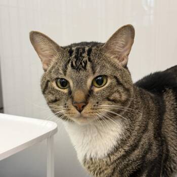 Domestic Short Hair Cats Available for Adoption in New York, New York - Mr. Tabbz | PetCurious