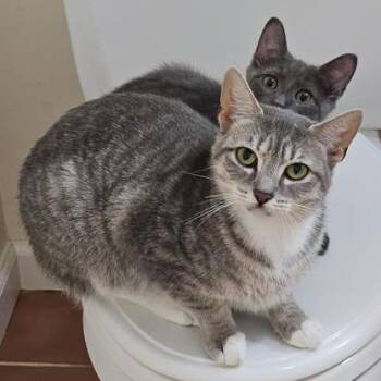 Millington -  Domestic Short Hair Cat for Adoption in Danbury, Connecticut - Millington | PetCurious