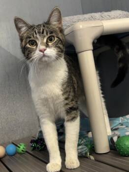 Domestic Short Hair Cats Available for Adoption - Lucy Lu | PetCurious