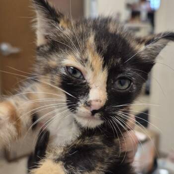SCFL-Stray-66914_2 -  Domestic Short Hair Cat for Adoption in Lake Panasoffkee, Florida - SCFL-Stray-66914_2 | PetCurious