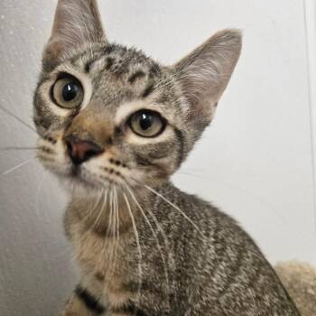 Mischief -  Domestic Short Hair Cat for Adoption in Grantsville, Utah - Mischief | PetCurious