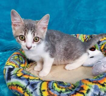 Bria -  Domestic Short Hair Cat for Adoption in Greenville, Illinois - Bria | PetCurious
