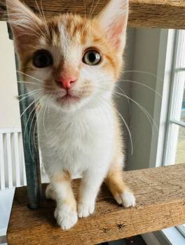 Rescue Domestic Medium Hair Cats for Adoption in Fort Payne, Alabama - Marshall | PetCurious