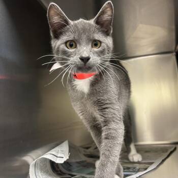Jimothy -  Domestic Short Hair Cat for Adoption in Charlottesville, Virginia - Jimothy | PetCurious
