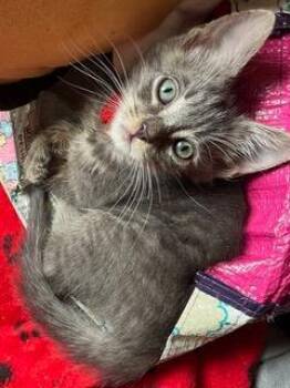 REM -  Domestic Short Hair Cat for Adoption in Camarillo, California - REM | PetCurious