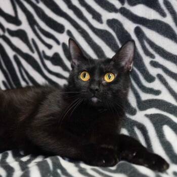 Emberlynn -  Domestic Short Hair Cat for Adoption in Wheaton, Illinois - Emberlynn | PetCurious