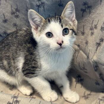 Luffy -  Domestic Short Hair Cat for Adoption in Matteson, Illinois - Luffy | PetCurious
