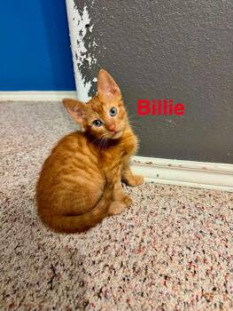 Billie -  Domestic Short Hair Cat for Adoption in Mount Pleasant, Texas - Billie | PetCurious