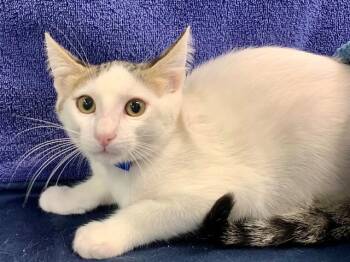 JUMPER -  Domestic Short Hair Cat for Adoption in Moreno Valley, California - JUMPER | PetCurious
