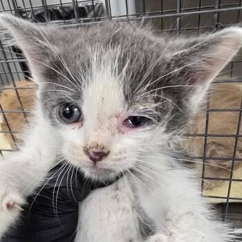 Ash -  Domestic Short Hair Cat for Adoption in Las Cruces, New Mexico - Ash | PetCurious