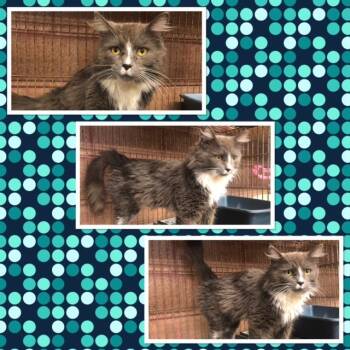 Domestic Long Hair Cats Available for Adoption in Buckhannon, West Virginia - TITAN | PetCurious