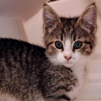 Rescue Domestic Medium Hair Cats for Adoption in Huddleston, Virginia - Hunter (PW) | PetCurious